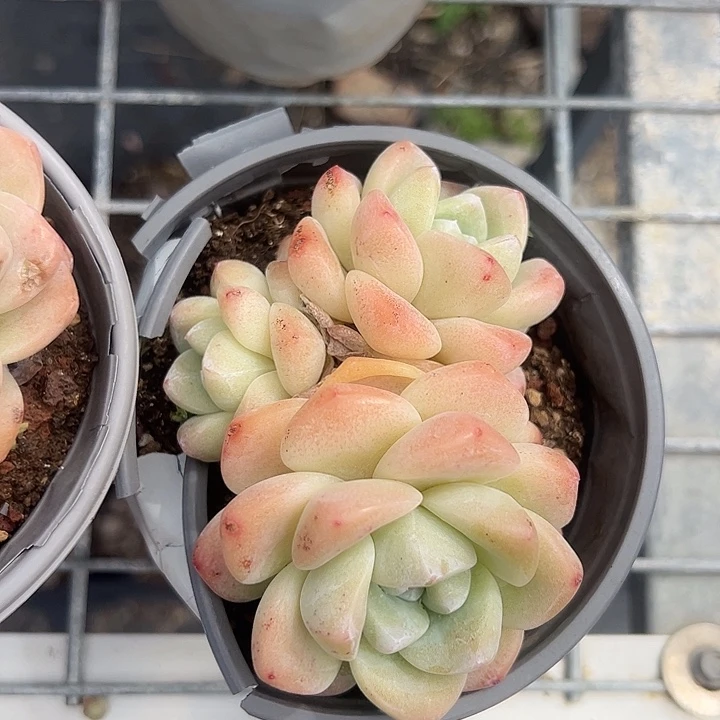 群生的冰玉多肉植物