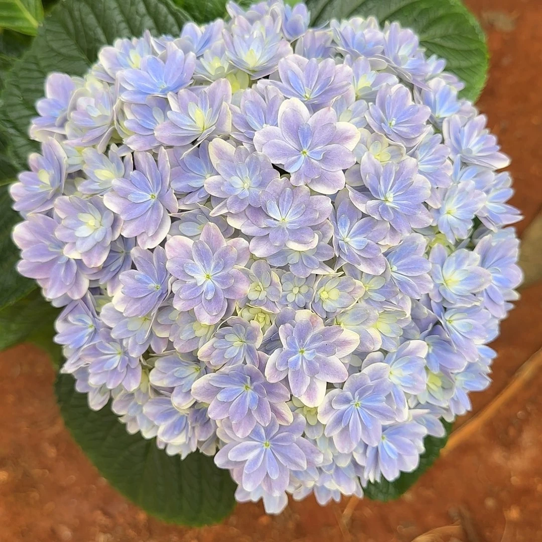 绣球切花一物一拍3枝起包邮，斜杆158