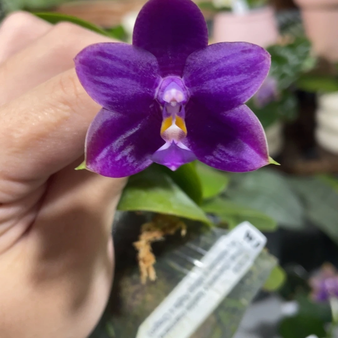 完全开放09叶瑕花期不保