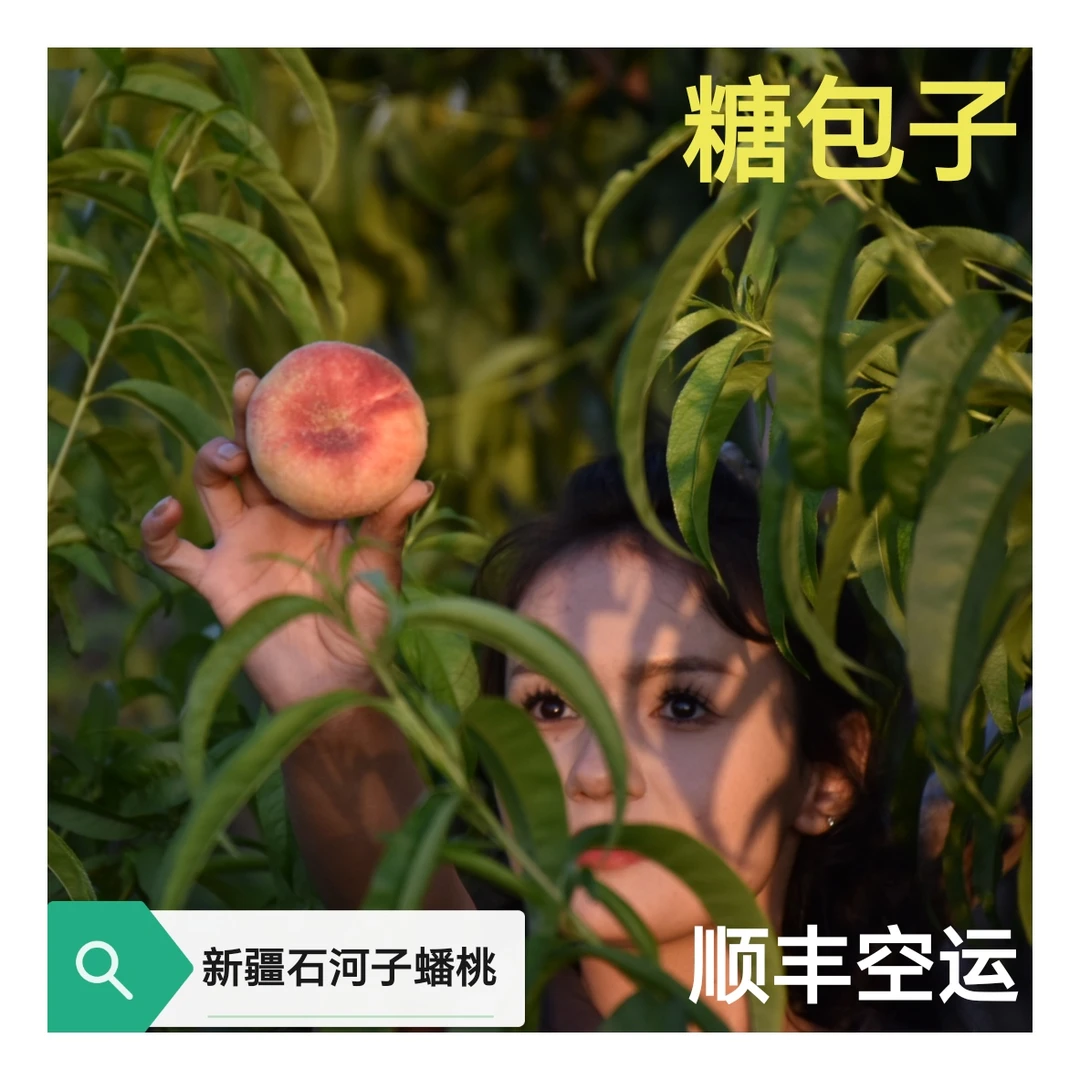新疆石河子143团蟠桃现摘现发新疆直发空运水果坏果包赔解渴甘甜