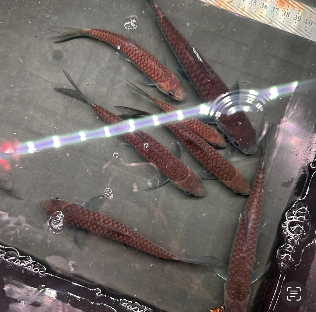 （10-20公分）保山亿口蓝吉罗亿飞专钓鱼种观赏鱼吉祥鱼