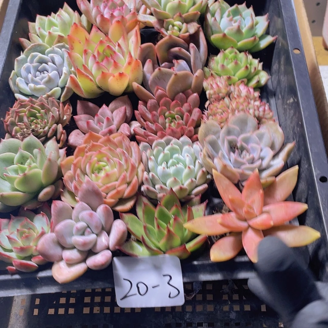 【闪购商品】20颗-3