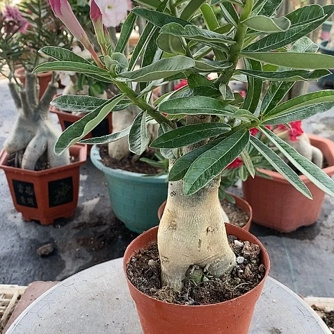 【闪购商品】无花朵秋*绿植