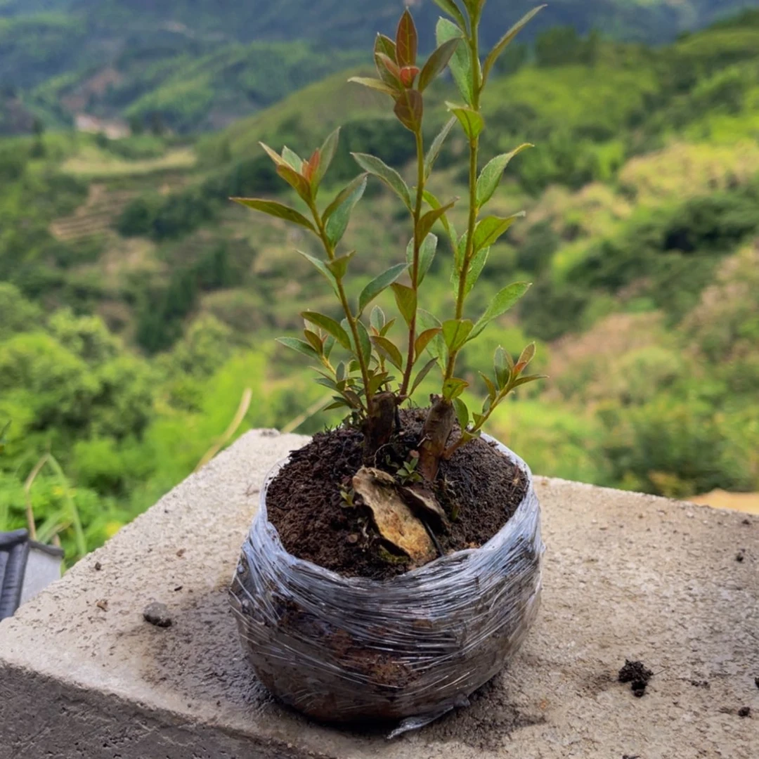 【闪购商品】无花朵无*