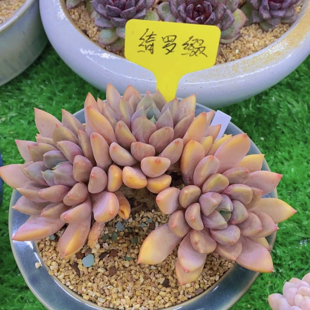 李***开心多肉植物多肉