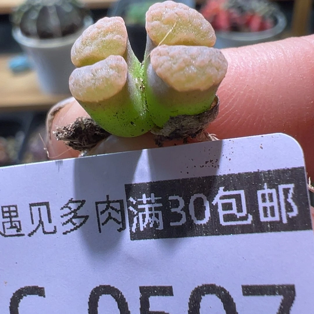 多肉植物1111111111