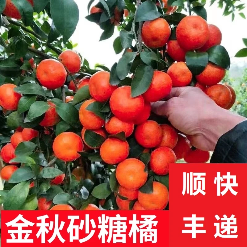 15年老桩大苗广西金秋砂糖橘纯甜无核果树南北方庭院阳台四季种植