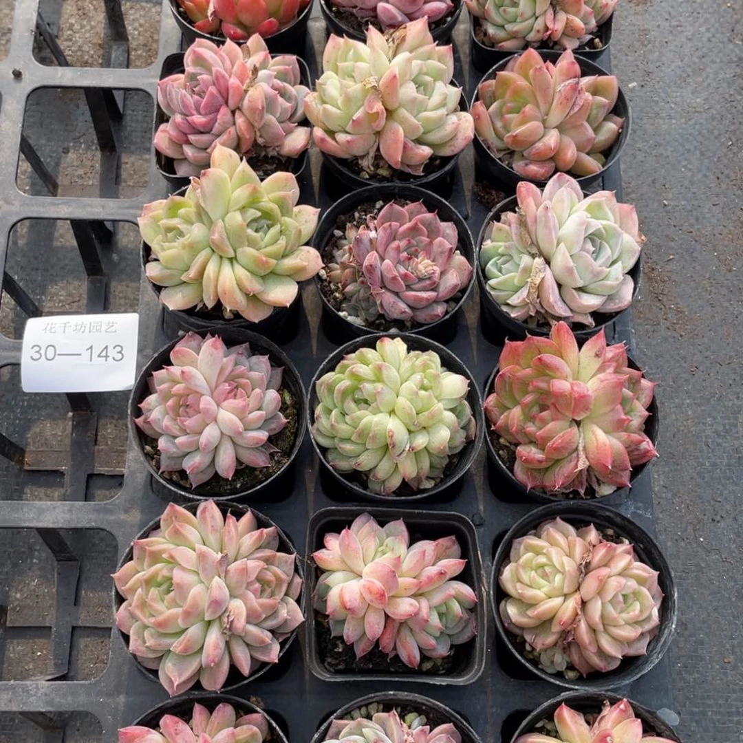 一物一拍18颗30-143