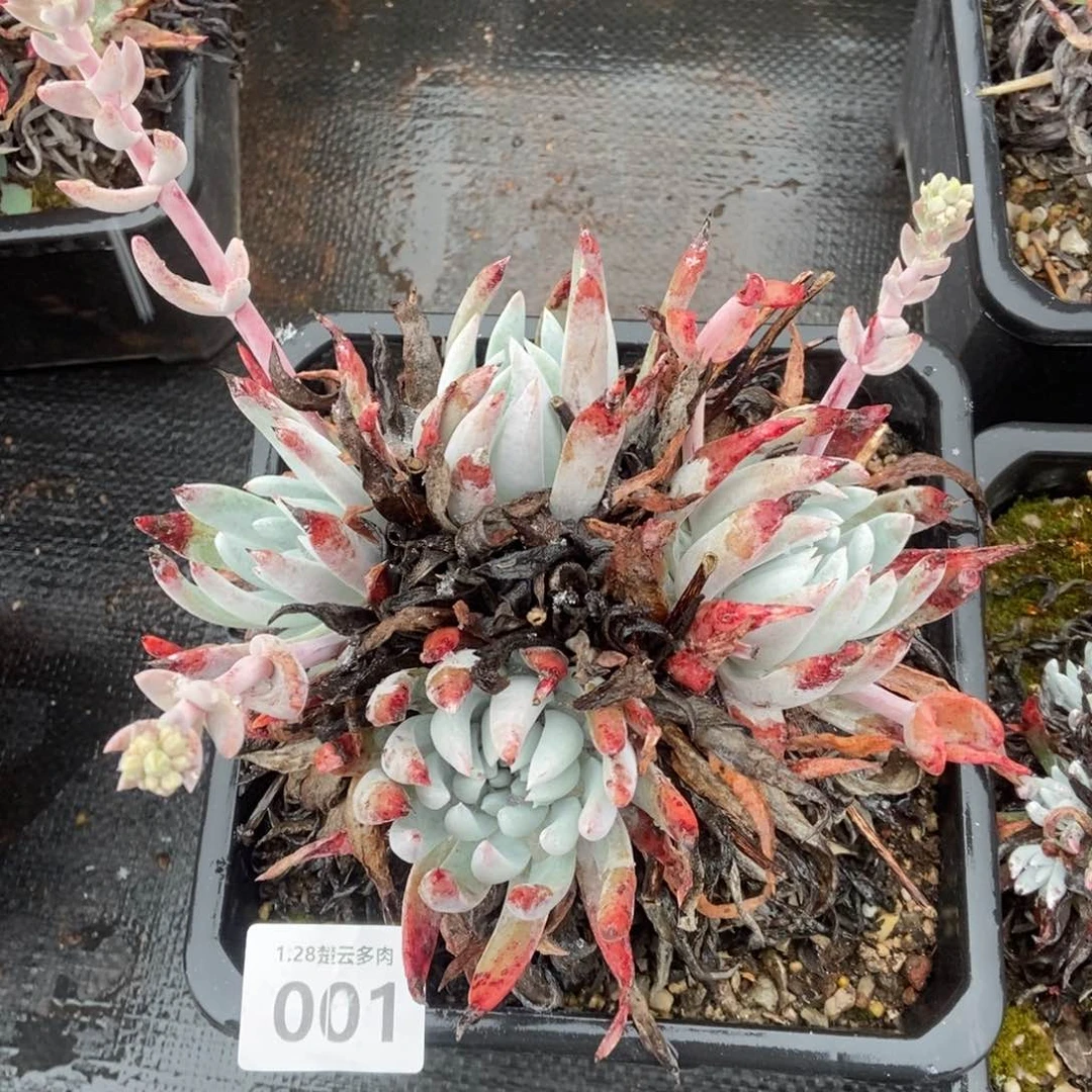 001多肉植物啦啦啦