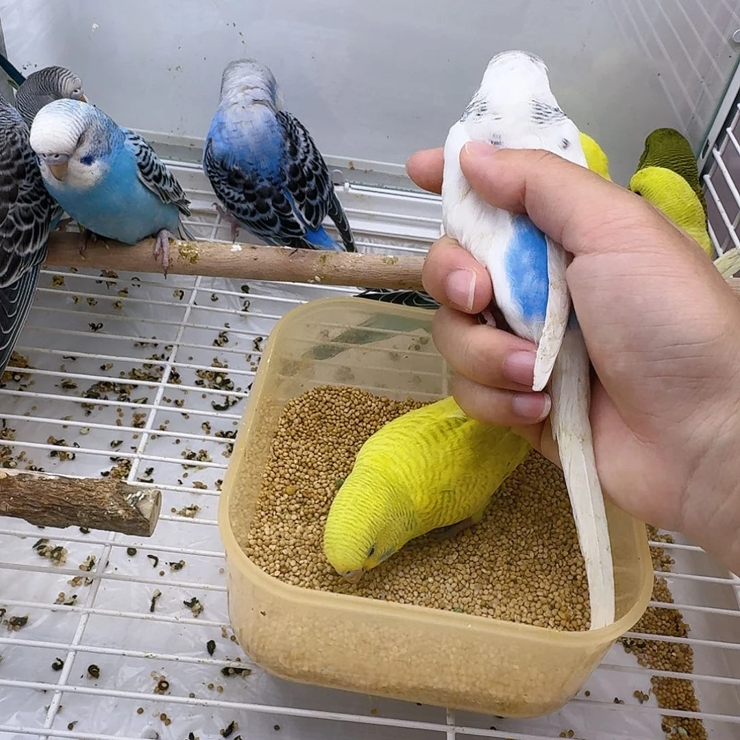*****虎皮鹦鹉白云斑➕富贵黄