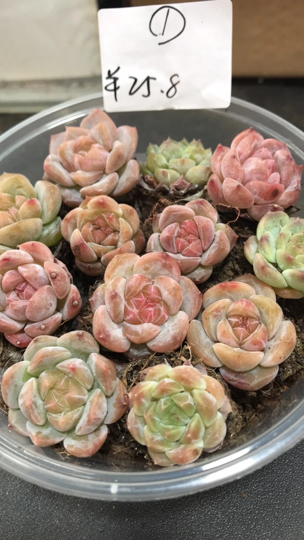 12颗绝绝子冰魄糖心珍妮1号