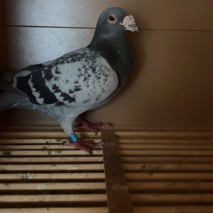 一***顺奶酪配利奥0408823