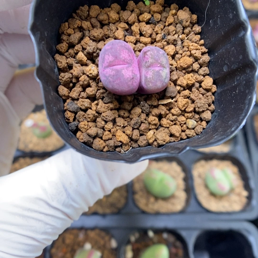 多肉植物肉锥杂交K-4243