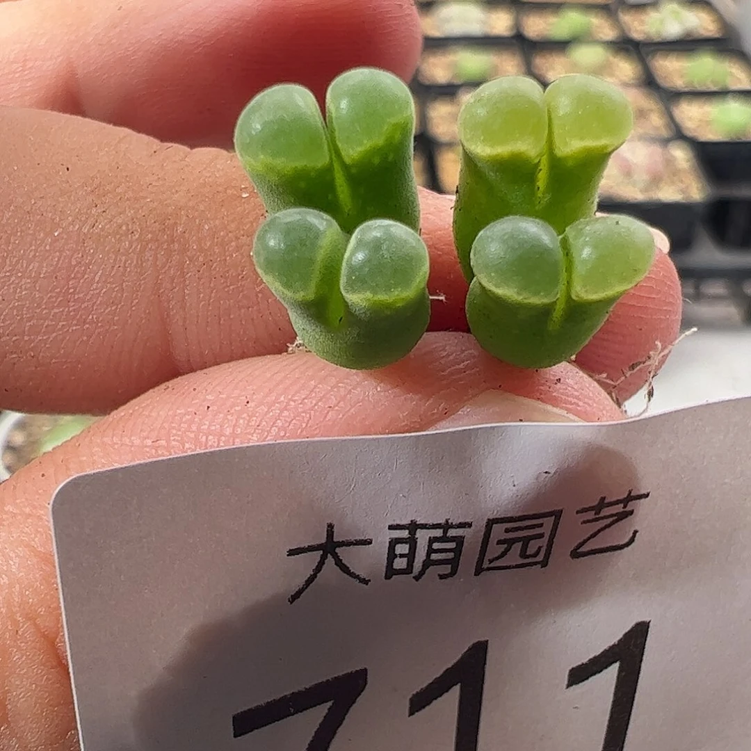 一物一拍脱土发。711