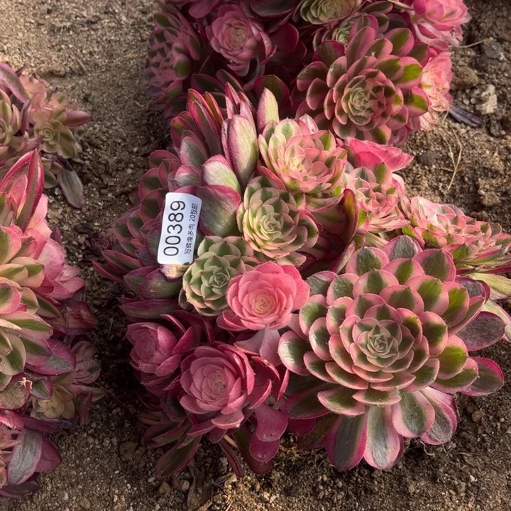 00389倾城多肉植物