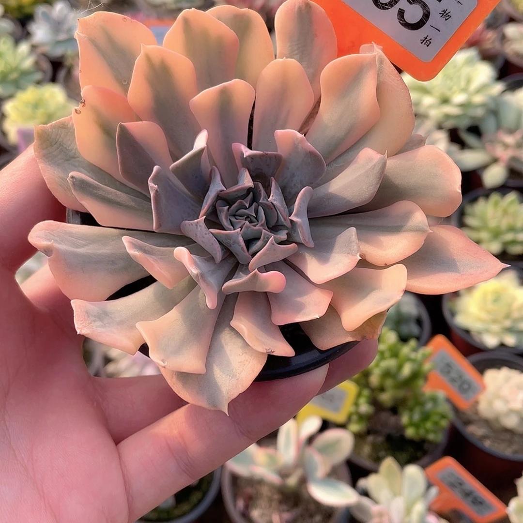 利比里亚偏锦305号