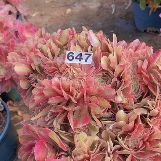 兰多肉植物一个法师