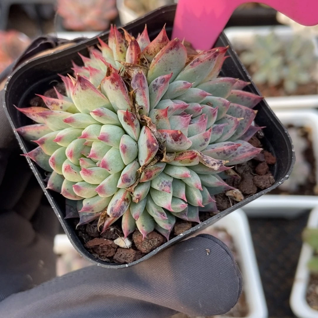 4琵琶仙子多肉植物