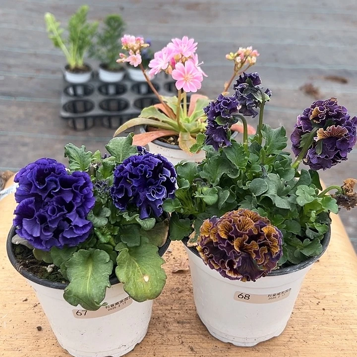 红陶抖音直播闪拍67/68