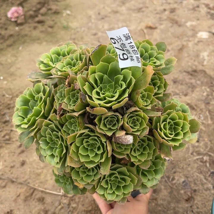 679绿玫瑰手捧3号北