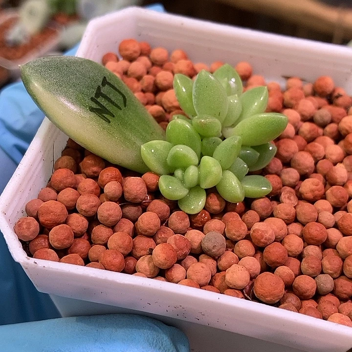 奶糖锦多肉植物多肉