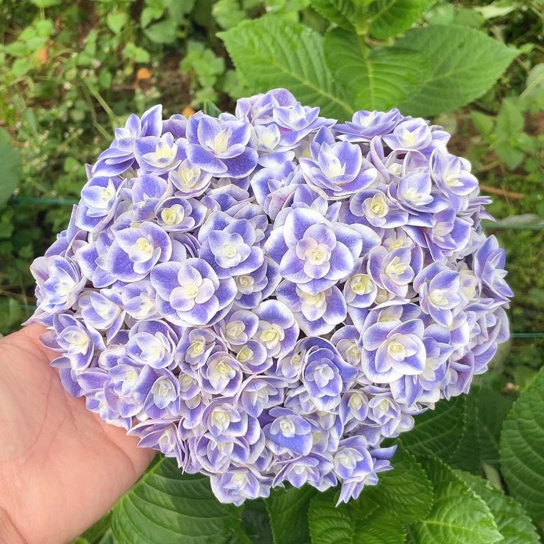 小众绣球一物一拍3支包邮，4