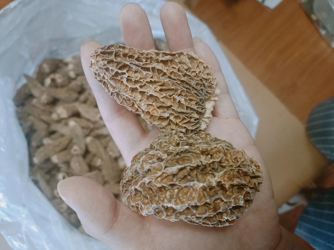福利捡漏！头茬大货丑菇羊肚菌 7-9厚得很厚得很！实惠天花板！煲汤