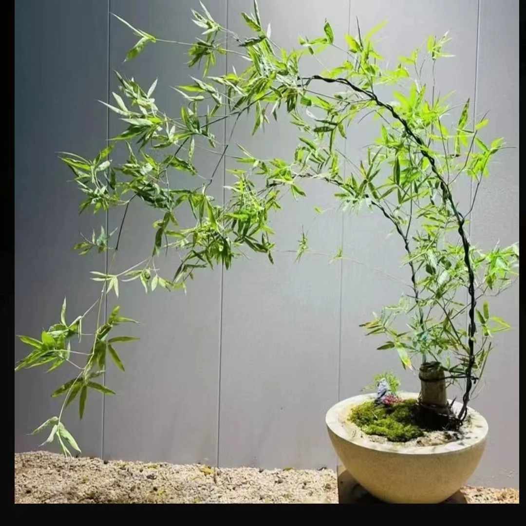 广东小叶簕竹盆景素材美观好养适合室内外摆放