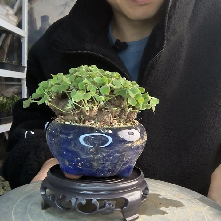 听**吹小盆景小植物一物一拍13