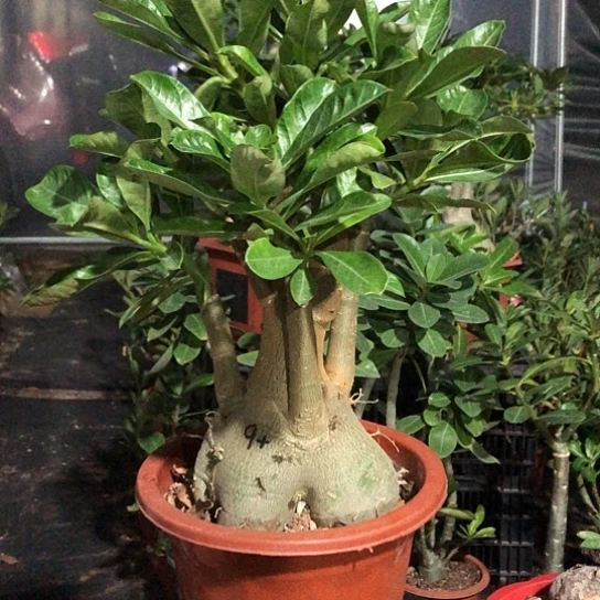 潘月老庄一物一拍