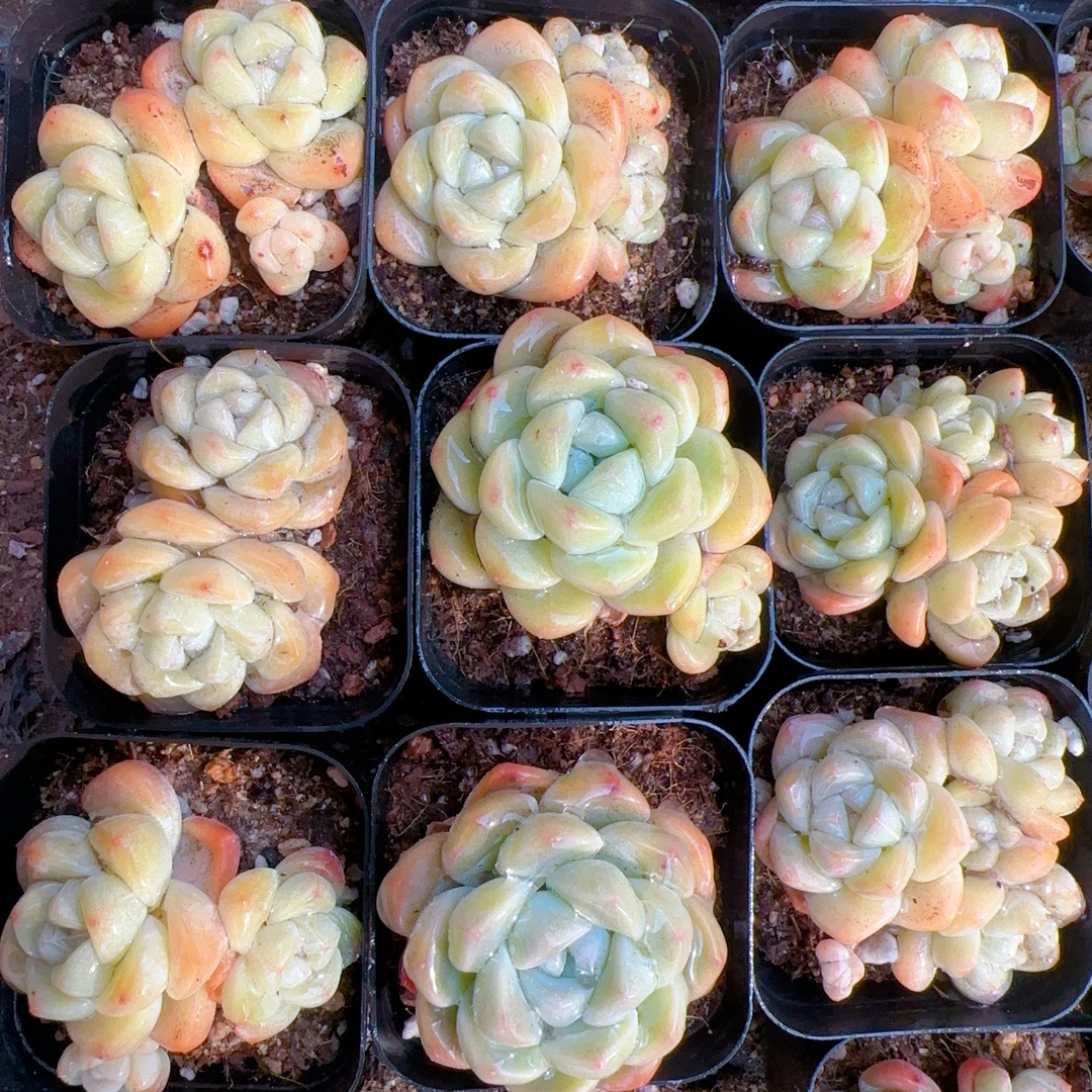 福利冰玉多肉（满18包邮）