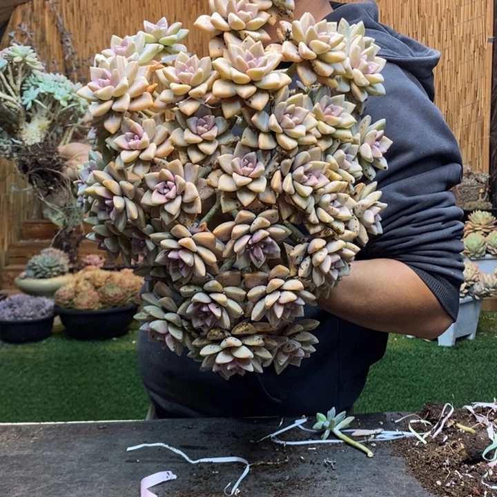 缘***！434 号淡雪多肉植物