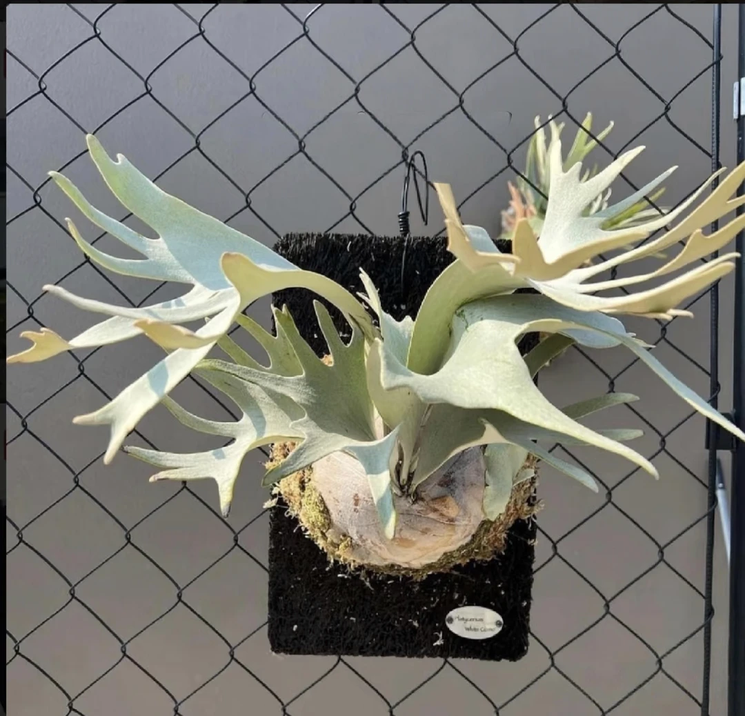 white gizmo鹿角蕨室内挂壁装饰绿植