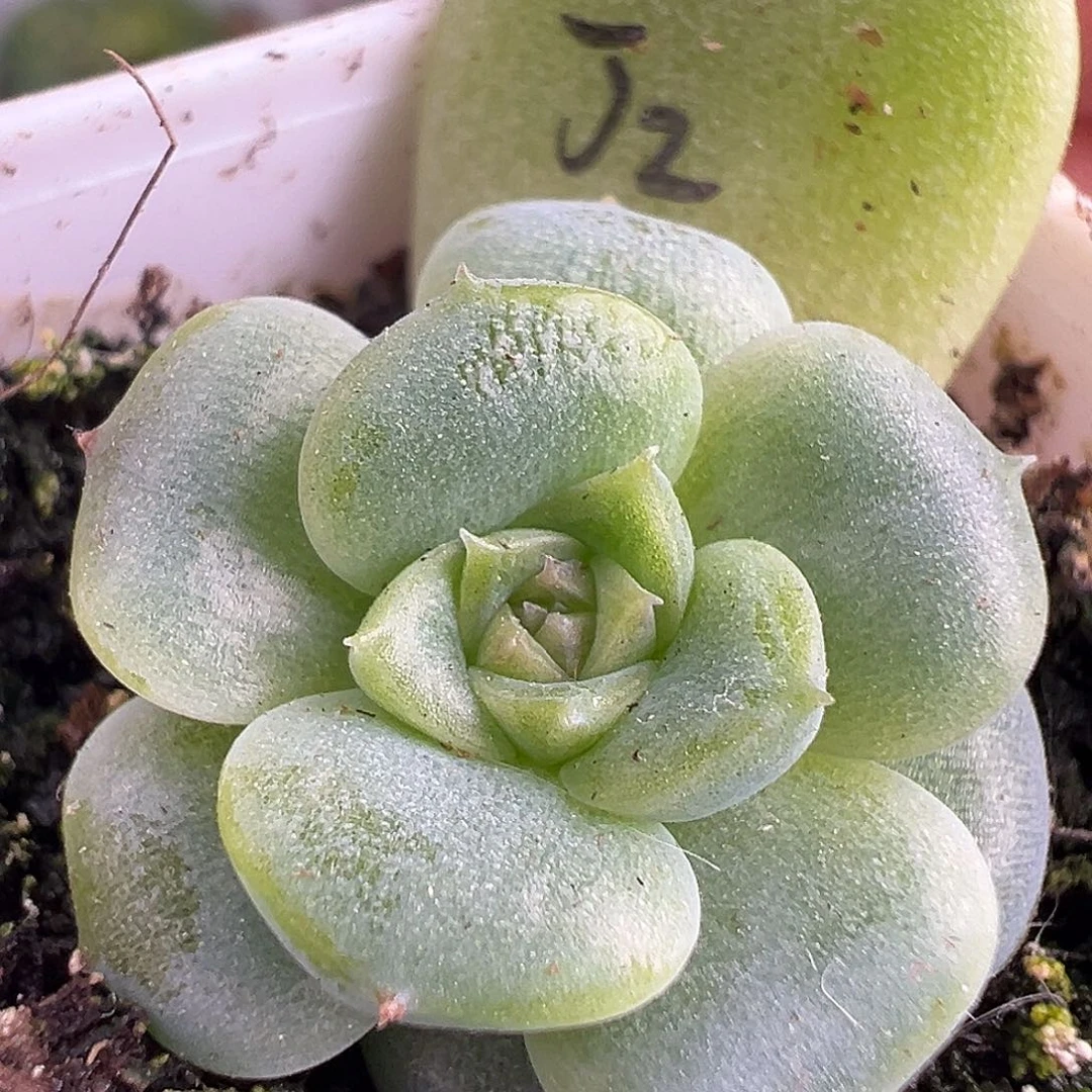 财富密码姐妹。