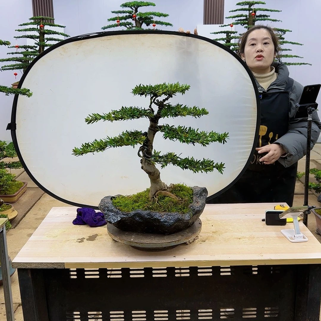 盆景直播间一物一拍