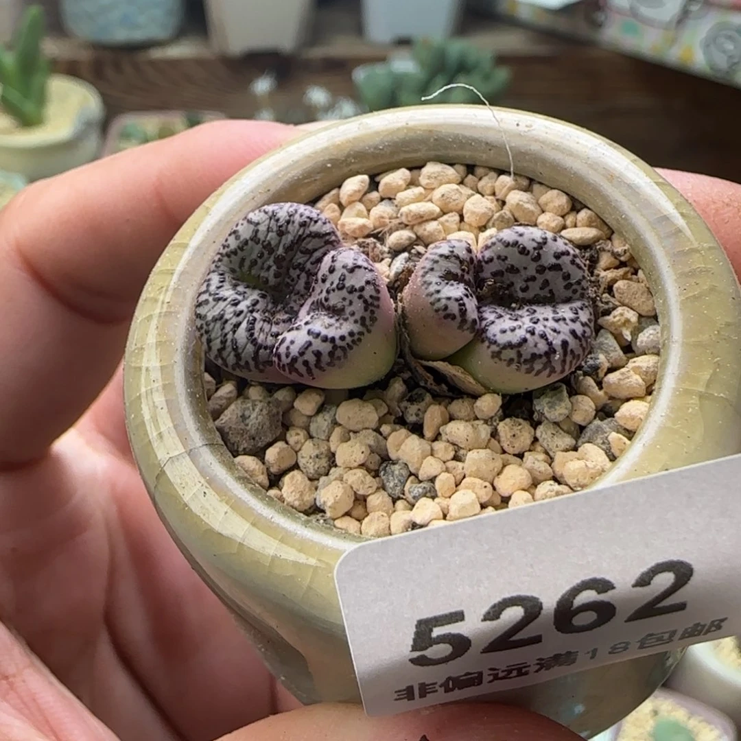 5262-一物一拍 带盆