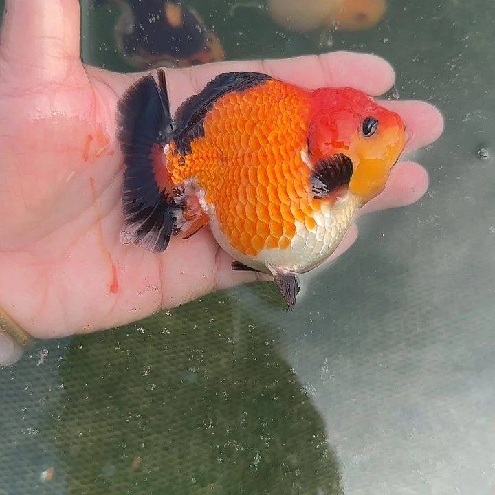 金鱼十二黑玛丽金鱼