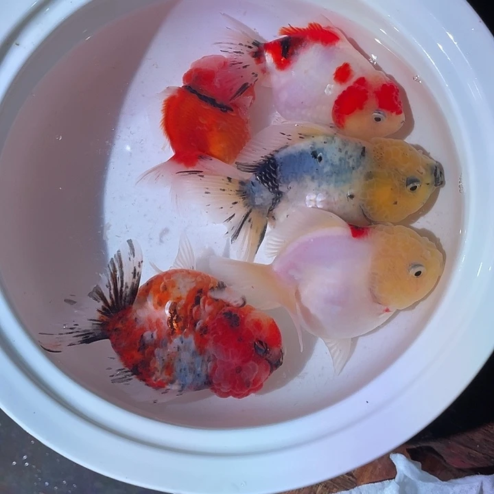 狮头鱼元宝泰狮鱼鱼