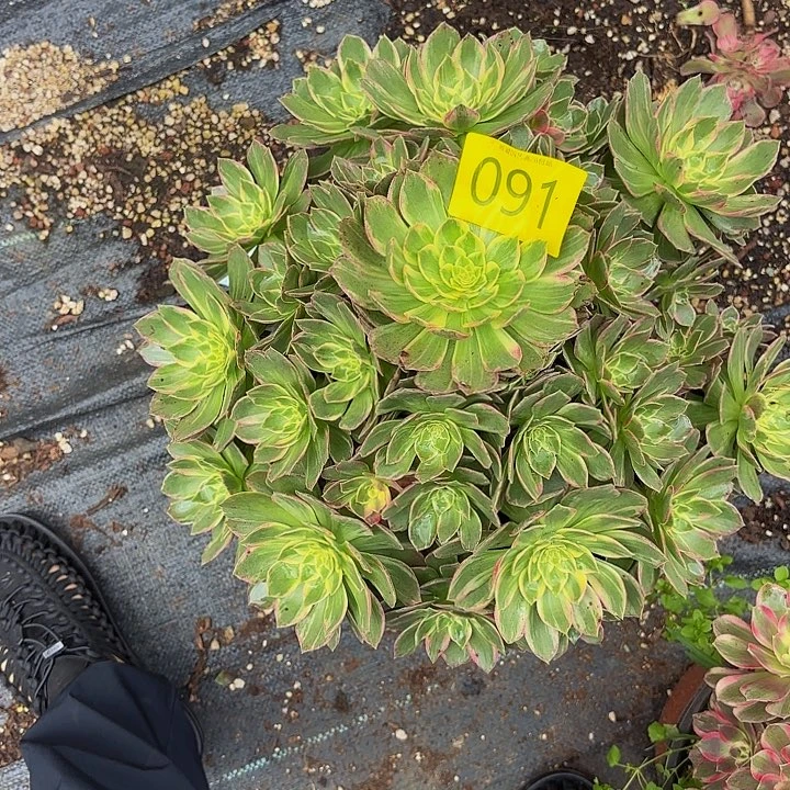 多肉植物福利091个