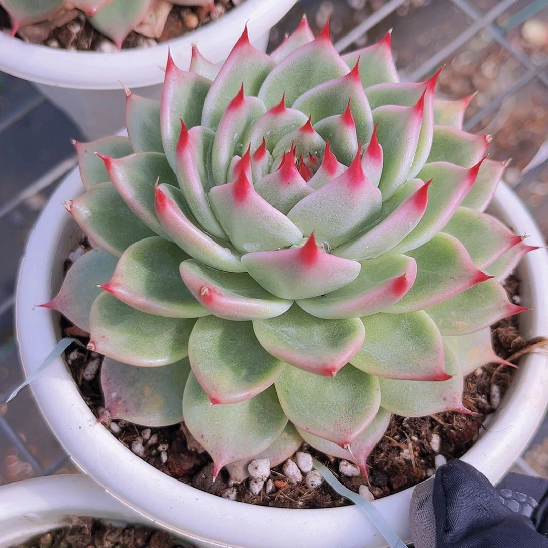 托斯卡11公分99999999