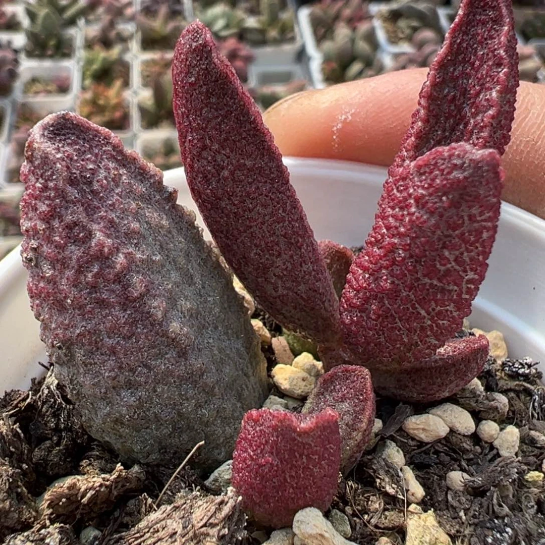 财神水泡多肉植物水泡