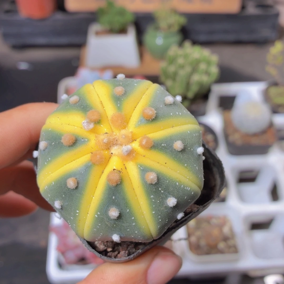 星兜锦多肉9.9包邮发货