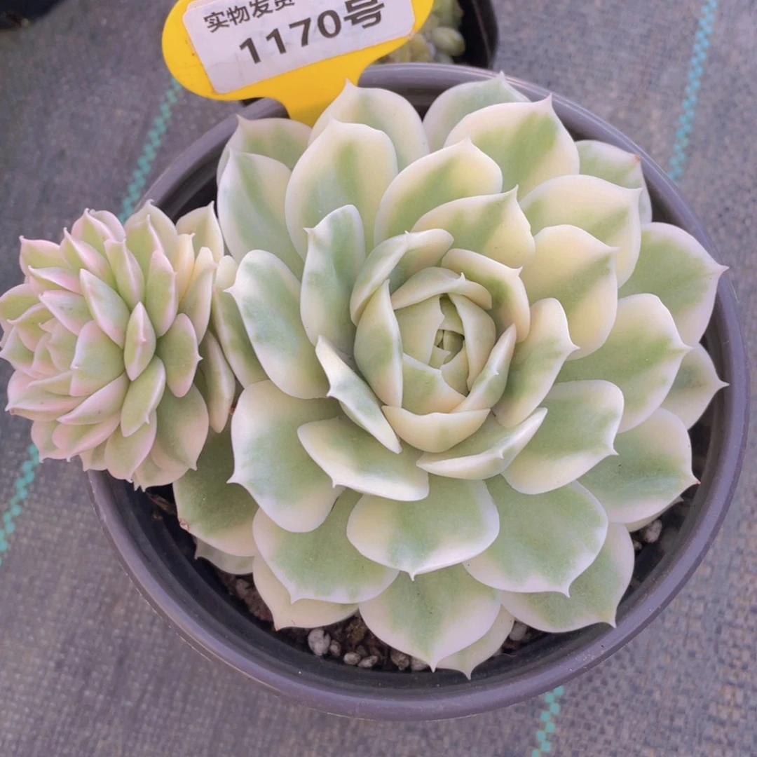 1170号 精品昂斯诺锦