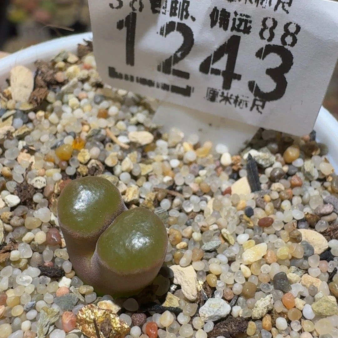 Ssss精品生石花1243