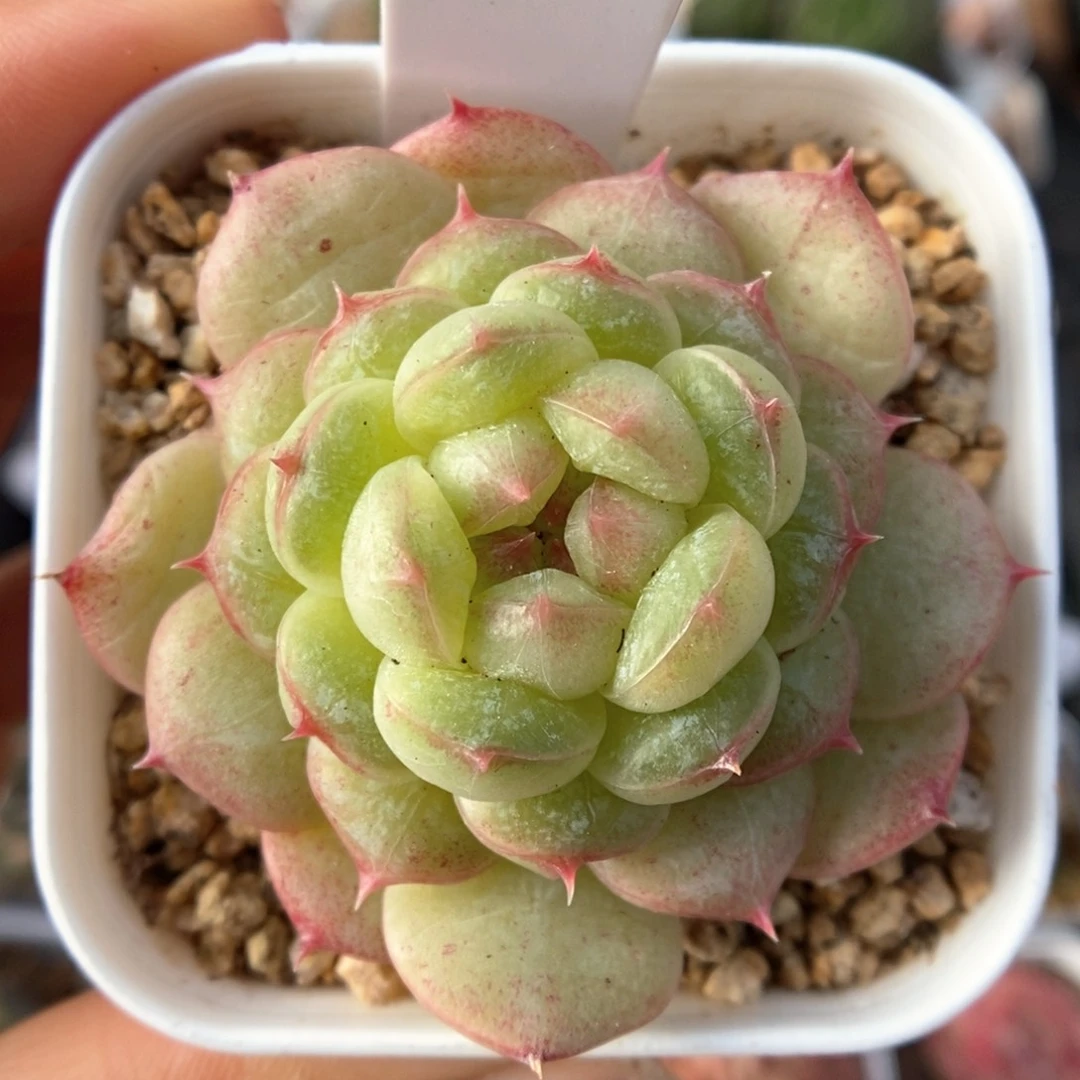 绿透心珍妮可拍746号