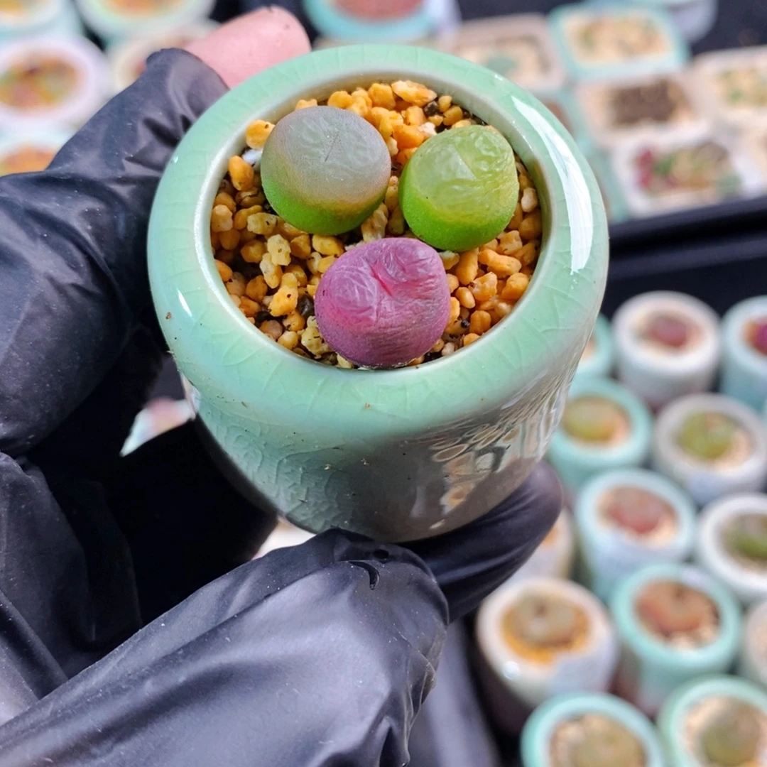 2275-一物一拍。带盆 1801.1蟠桃