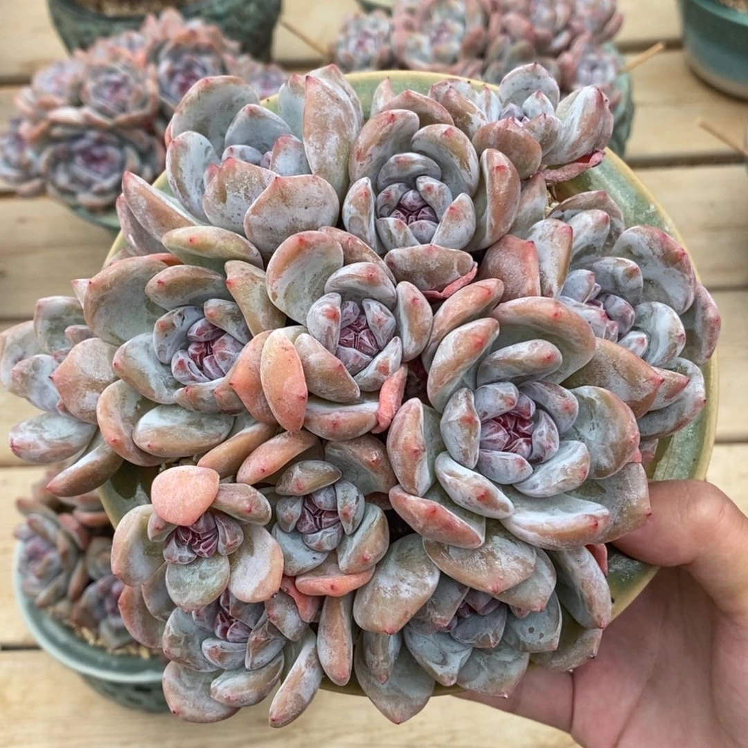 十二头绿底紫心小包子