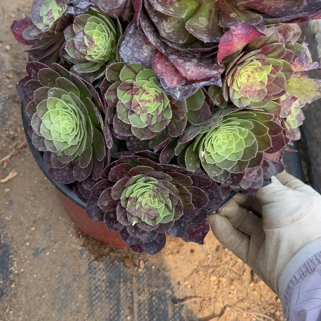 136花月夜多肉植物系