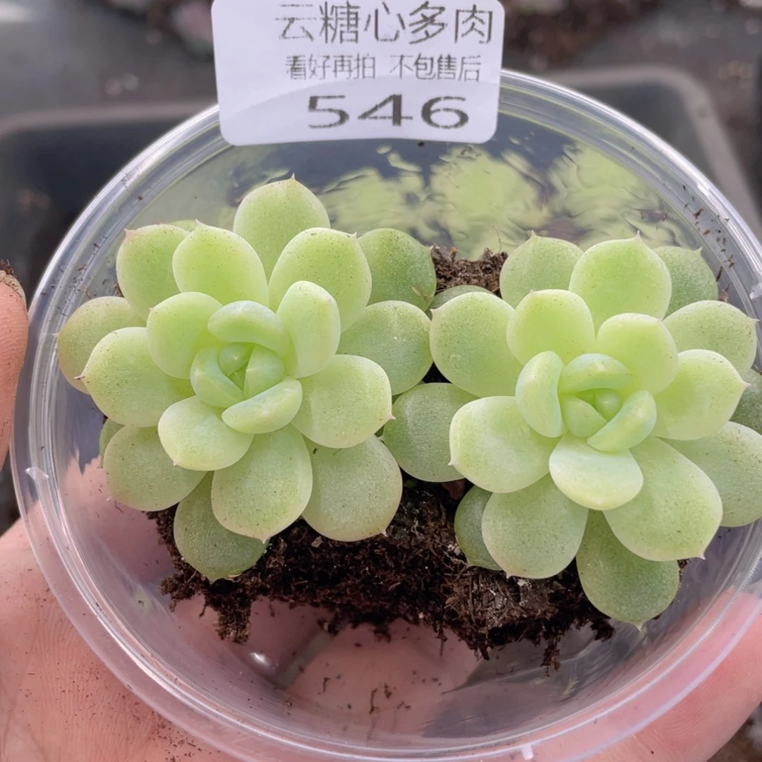?****敌云糖心多肉植物546