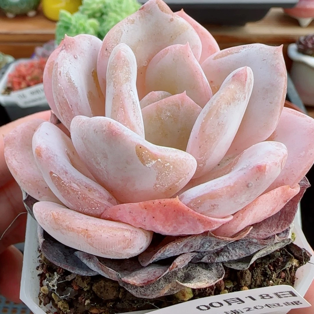 花语逸镜0018-29奶茶